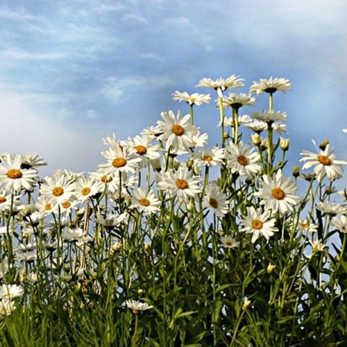 Leucanthemum Maikonigin - Margriet