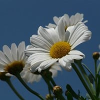 Leucanthemum Maikonigin - Margriet-2