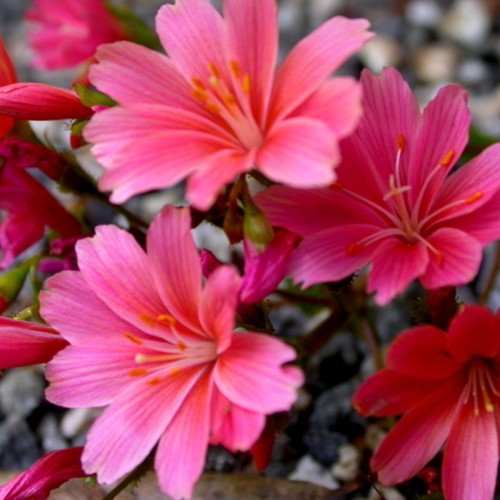 Bitterkruid - Lewisia cotyledon