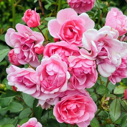 Roos Li Parfum – Rosa Sterk Geurend