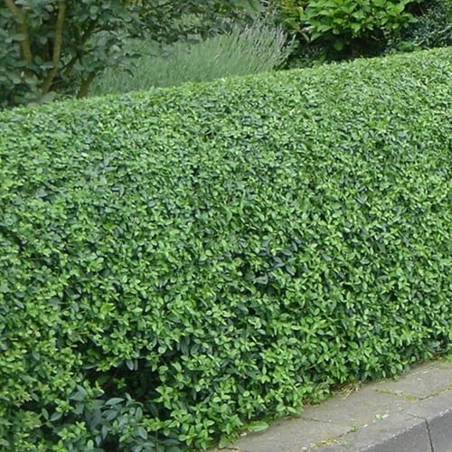 Ligustrum Ovalifolium - Haagliguster