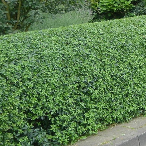 Haagliguster 100x - Ligustrum ovalifolium