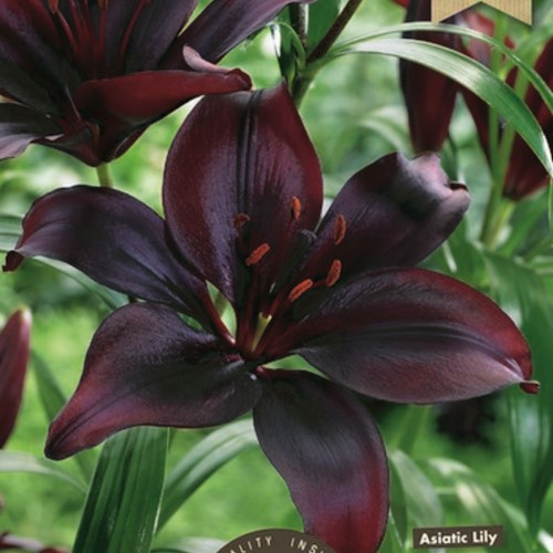 Aziatische Lelie Zwart - Lilium Asiaticum