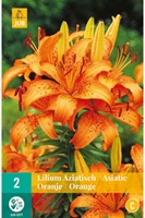 Lilium Asiaticus Oranje - Aziatische Lelie-2