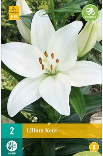 Aziatische Lelie Wit - Lilium asiaticum-2