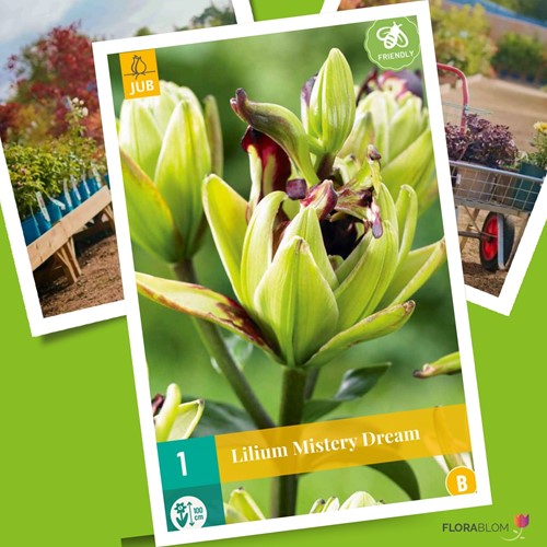 Lelie Mistery Dream – Lilium asiaticum-2