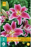 Lelies Oriental Stargazer - Lilium-2