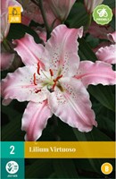 Lilium Virtuoso - Lelie-2