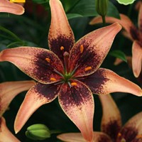 Lilium Whistler - Lelie