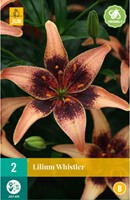 Lilium Whistler - Lelie-2