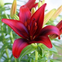 Lilium Red County - Aziatische Lelie Rood