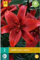 Lilium Red County - Aziatische Lelie Rood-2