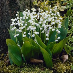 Convallaria Wit - Lelietje van Dalen