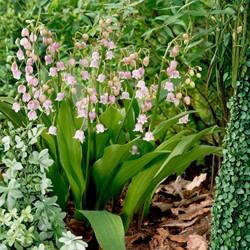 Convallaria Majalis Rosea - Lelietje van Dalen 100% BIO