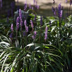 Leliegras Moneymaker - Liriope muscari (Sixpack)