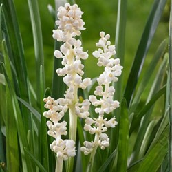 Leliegras Monroe White - Liriope muscari