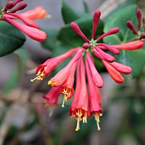 Lonicera Dropmore Scarlet - Kamperfoelie