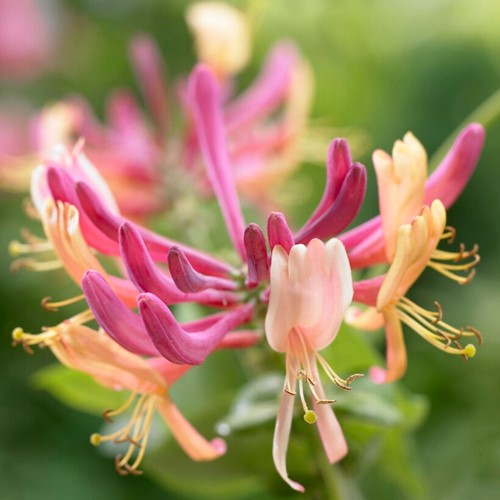 Lonicera heckrottii American Beauty - Kamperfoelie