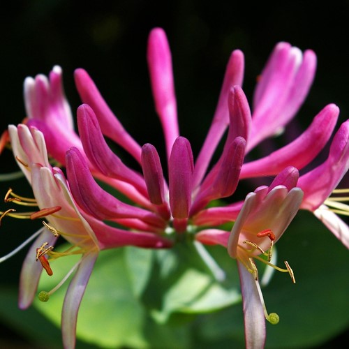 Lonicera heckrottii Goldflame - Kamperfoelie