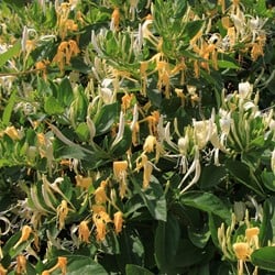Lonicera japonica Hall's Prolific - Japanse Kamperfoelie