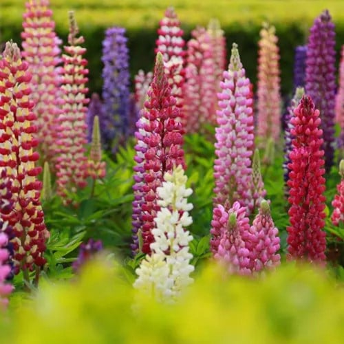 Lupine Gallery Gemengd - Lupinus
