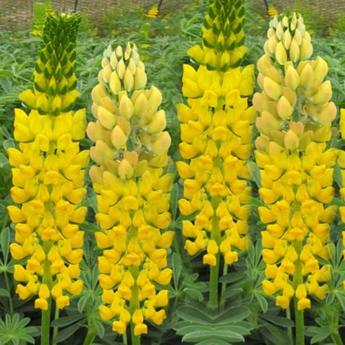 Lupine geel - Lupinus Gallery Yellow