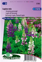 Lupine 1-jarig mix - Lupinus