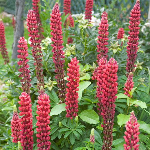 Lupine Rood - Lupinus Gallery