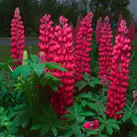 Lupine rood - Lupinus Gallery Red