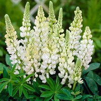 Lupine Wit - Lupinus