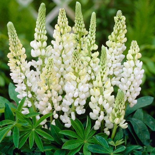 Lupine Wit - Lupinus