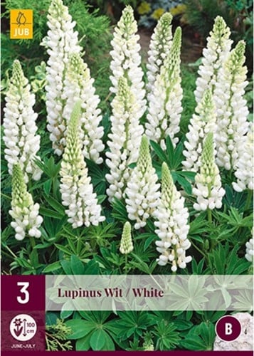 Lupine Wit - Lupinus