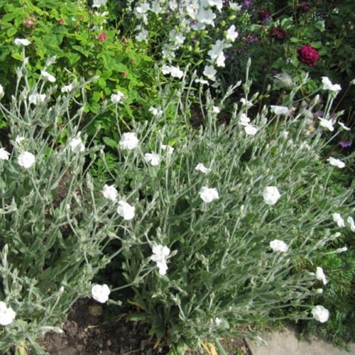 Lychnis coronaria Alba – Witte prikneus