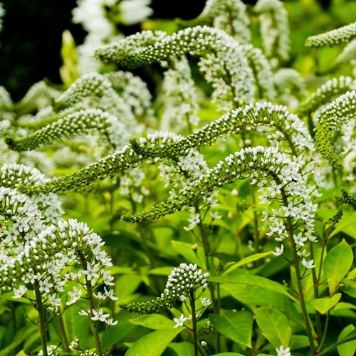 Lysimachia clethroides - Wederik