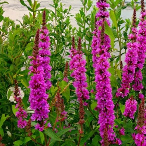 Lythrum salicaria Rosy Gem - Kattenstaart (Sixpack)