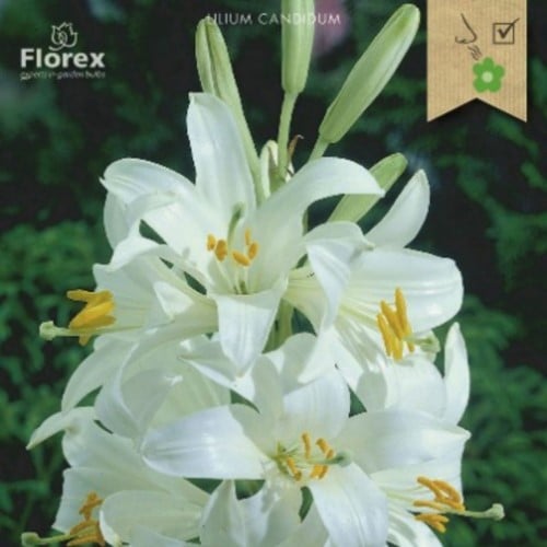 Lilium Candidum – Madonna Lelie