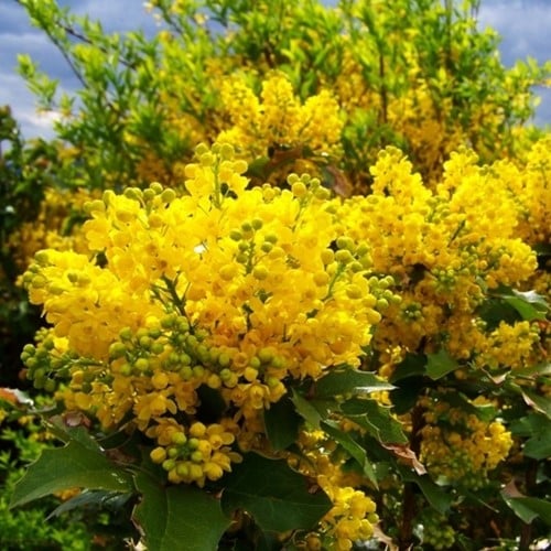 Mahoniestruik Apollo - Mahonia aquifolium