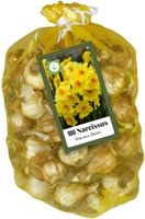 Meerbloemige Narcissen Golden Dawn - Narcissus (XL-Verpakking)
