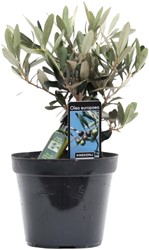 Olea Olijf - Ø13cm - 25cm