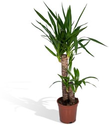 Yucca Elephantipes - Ø14cm - 40cm