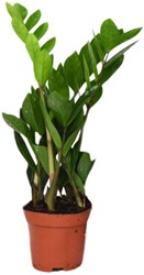 Zamioculcas Zamiifolia (ZZ-plant) Ø12cm - 40cm