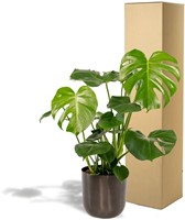 Monstera Deliciosa- 80cm - Ø21cm + Pot Mayk Lead-3