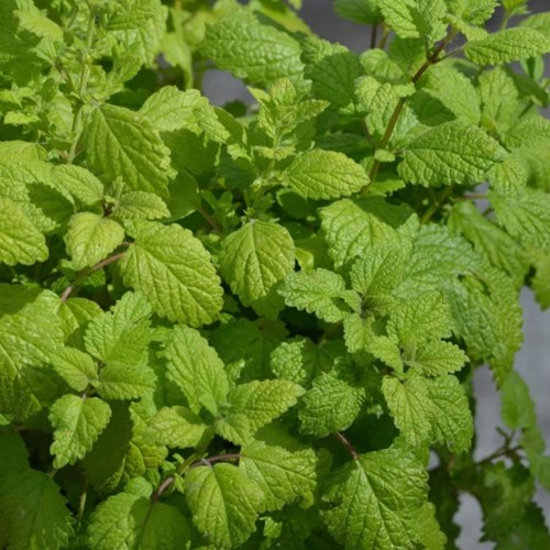 Citroenmelisse - Melissa officinalis (Potplant)