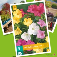 Mirabilis Jalapa Mix-2