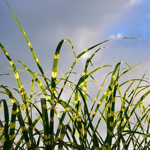 Miscanthus sinensis Strictus - Prachtriet