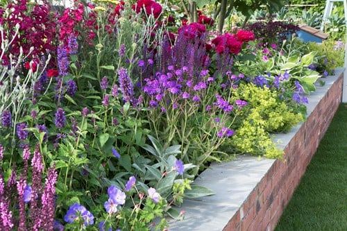 Tuinborder Lang Bloeiende Border Modeste Herwig