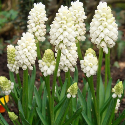Blauwe Druifjes Botryoides Album - Muscari