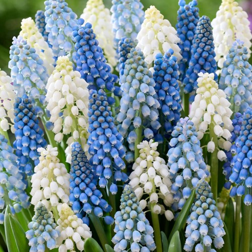 Blauwe Druifjes Mix - Muscari (Grootverpakking)