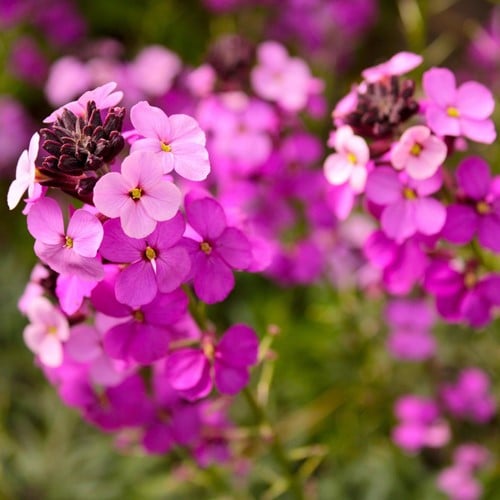 Muurbloem Super Bowles Mauve - Erysimum linifolium
