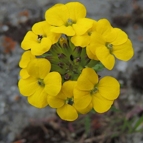 Muurbloem Yellow Bird - Erysimum linifolium